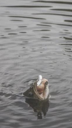 SteelShad Mini - 1/4 Oz - White Shad (2pk) -Fishing Tackle Shop 5XALlXpj nJ6PUji8fNhhe5gE 1