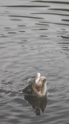 SteelShad Mini - 1/4 Oz - Silver (2pk) 13 SteelShad Mini - 1/4 Oz - Silver (2pk) - Image 11