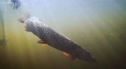 Predatory Formula Twin Pack -Fishing Tackle Shop EkgRfTl3LMvvofsqLfji pEIQ