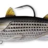 Mullet Swimbait -Fishing Tackle Shop Q3z9wSEdh7fkBFurXte Z6mq8