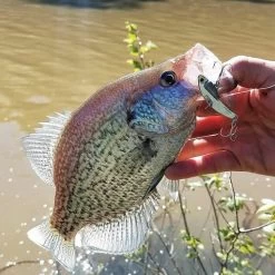 SteelShad Mini - 1/4 Oz - Silver (2pk) 24 SteelShad Mini - 1/4 Oz - Silver (2pk) -Fishing Tackle Shop T3N7wbS6T9gKh l9zctlBzSLc