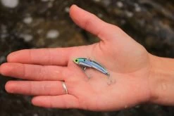 SteelShad Mini - 1/4 Oz - Kentucky Shad (2pk) -Fishing Tackle Shop dBH rmfTGrhwrwKgghEazrvZk